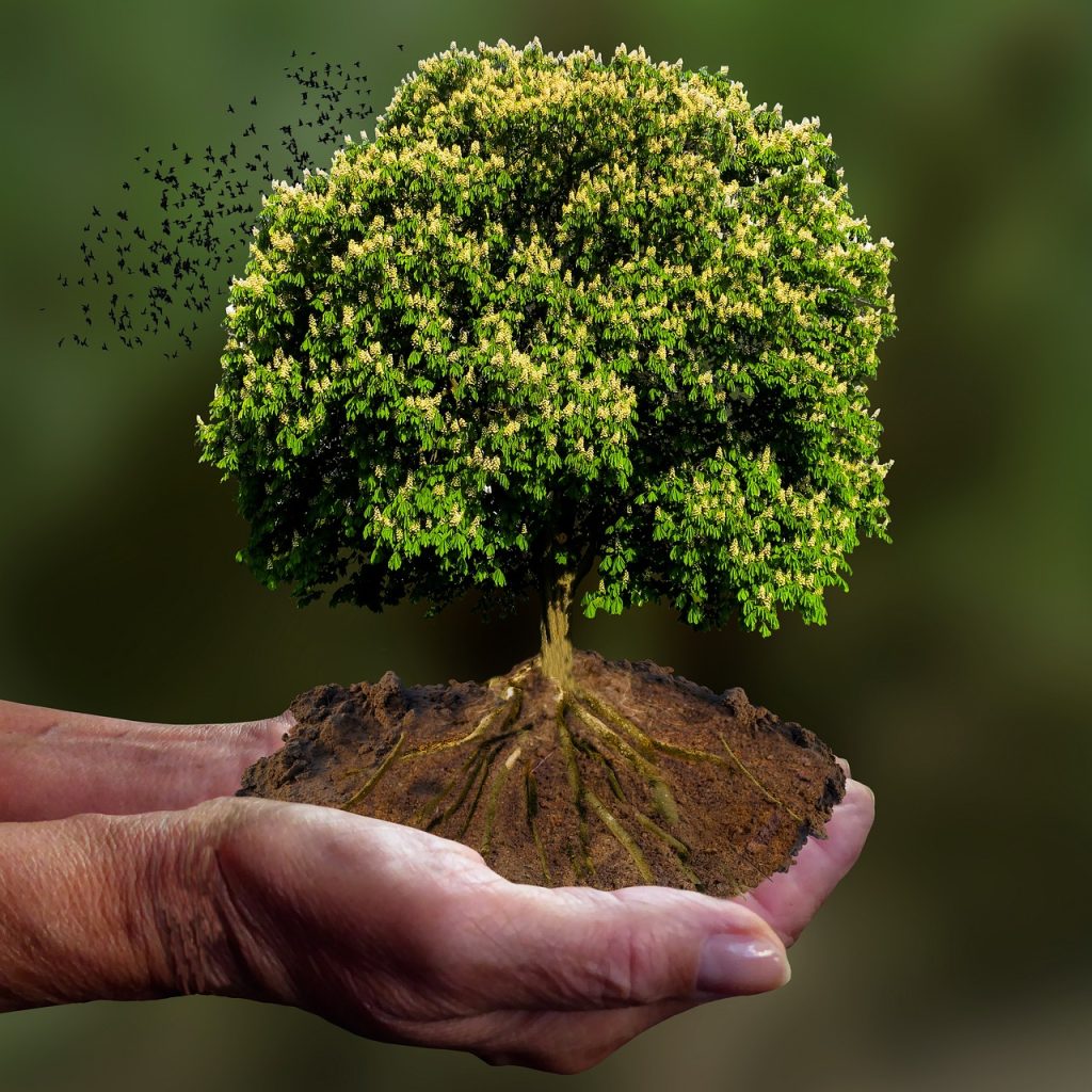 nature, tree, emotions, hand, keep, save, protect, climate, root, leaf, bird, freedom, climate, root, root, root, root, root